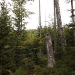 Blickversuch Richtung Kamm Blickversuch Richtung Kamm