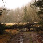 Lag der letztes Jahr auch schon im Weg? Lag der letztes Jahr auch schon im Weg?