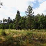 Verjüngungslichtung