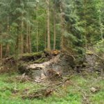 Wüstung Fenzlhof Wüstung Fenzlhof