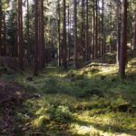 Nicht immer ein Pfad im Mühltal