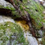 Saugrüssel im Sandstein