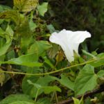 Einsame Blüte Einsame Blüte