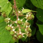 Die Brombeeren sind noch nicht reif