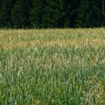 Unterschiedliche Reifegrade Unterschiedliche Reifegrade