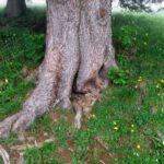 Individuelle Wurzelführung Individuelle Wurzelführung