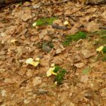 Lange sind diese Eierschwammerln nicht mehr dagestanden