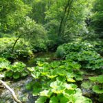 Überwucherte Gauchach Überwucherte Gauchach