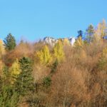 Herbstliche Baumwipfel vor dem Wartsteinkopf