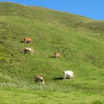 Oje, schon wieder Kühe. Von denen hatten wir vom Vortag her die Schnauze voll