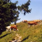 Lass uns in Ruhe fressen!