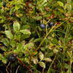 Marschverpflegung Marschverpflegung