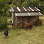Glückliche Waldhäuserbewohner