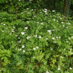 Hochgiftiger Schierling