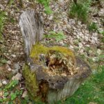 Biotoilette Biotoilette