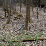 Rausgewachsen Rausgewachsen