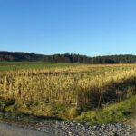 Brennstoff für die Biogasanlage