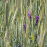 Farbtupfer im Getreide