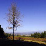 Ausblick über die kleine Lichtung Ausblick über die kleine Lichtung