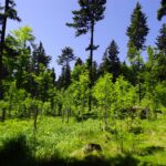 Baumschule Baumschule