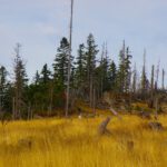 Gipfelaufbau des Ruckwiesbergs