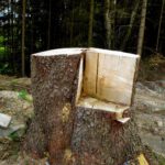 Der neue Thron für die Königin des Bildungswerks