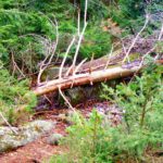 Die Kletterpassage auf dem Weg zum Großen Haberstein Die Kletterpassage auf dem Weg zum Großen Haberstein