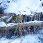 Eiszapfen unter Zweigen