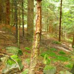 Einige Bäume sind aufgerissen