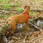 Ok, ich wasche meine Pfoten. Aber nur, weil ich Dich ganz ganz lieb habe!