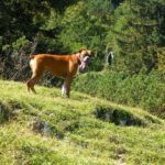 Ich bin doch viel hübscher als die Kühe