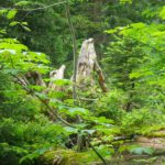 Ferienhütte für Feen