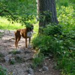 Coco sieht Spielkameraden und bleibt trotzdem brav bei mir Coco sieht Spielkameraden und bleibt trotzdem brav bei mir