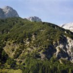 Vegetationsstufe Vegetationsstufe