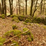 Keine Siedlungsspuren laut Bayernatlas