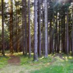 Lichtspiel am Abzweig Lichtspiel am Abzweig