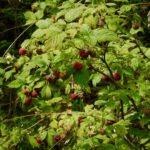 Die Himbeeren schon, und sie schmecken gaaaaaaaaanz lecker