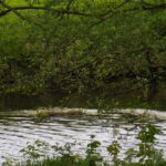 Hat die Schwarzach auch ihr Nessie?