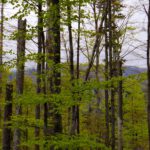 Noch hängen sie ziemlich tief Noch hängen sie ziemlich tief