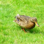 Frau Stockente am Kleinen Arbersee