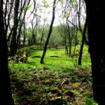 Überwachsene Häuserruinen Überwachsene Häuserruinen