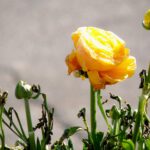 Farbtupfer auf der Wirtshausterrasse Farbtupfer auf der Wirtshausterrasse