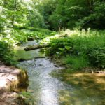 Sprungbrett für Bungee-Ameisen Sprungbrett für Bungee-Ameisen