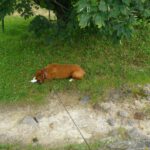 Keine Lust auf Felsen, das Gras ist viel weicher