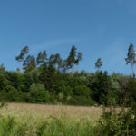 Herausragende Kiefern