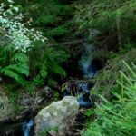 Schreiender Seigenbach