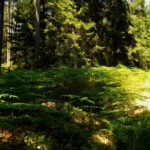 Farnsiedlung Farnsiedlung