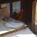 Sorgloses Hühnerleben