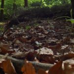 Keine Überlebenschance