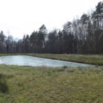 Die Schlangen und Frösche, die in diesem Biotop leben, befinden sich im Winterschlaf